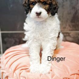 Dinger - Sable female Bernedoodle puppy in Pasco, Washington from Camp Doodle Woods