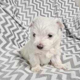 Nelly - White female Maltese puppy in Austin, Texas from Austin Maltese Babies