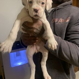 Girl 1 - White Boxer puppy in Kansas, Missouri from Gardner’s Euro Boxers (Von Der Sieger)