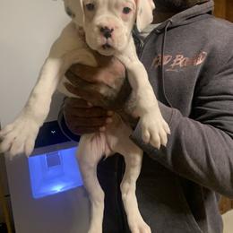 Girl 1 - White Boxer puppy in Kansas, Missouri from Gardner’s Euro Boxers (Von Der Sieger)