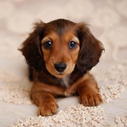 Dachshunds from meghan poort