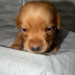 Destiny Sky Blue Collar, - Yellow female Labrador Retriever puppy in Elloree, South Carolina from Moonlight Kennels LLC