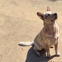 Australian Cattle Dog puppies from RedHorizon AKC Australian Cattle Dogs (Heelers)