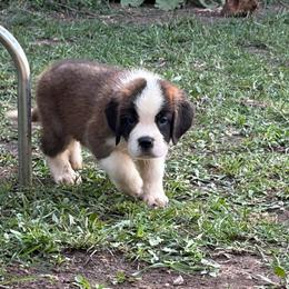 Purple Emperor - Mahogany and white male Saint Bernard puppy in Warrensburg, Missouri from Hirt House Saints