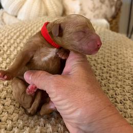 Dasher (red collar) - Red  male Goldendoodle puppy in Easley, South Carolina from Pawmetto Goldendoodles