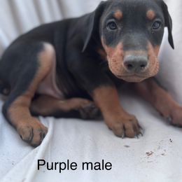 Purple - Black and rust male Doberman Pinscher puppy in New Ipswich, New Hampshire from Fox Farm Kennel