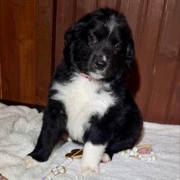 Red collar - Black tri male Miniature Australian Shepherd puppy in 32046, Florida from River Hill Ranch