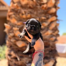 Purple - Black and tan female French Bulldog puppy in Avondale, Arizona from BigDiamondFrenchies