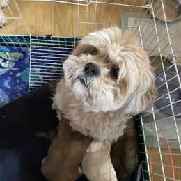 Jazzy - Lhasa Apso