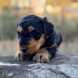 Miss Pink - Black and tan female Airedale Terrier puppy in Mooresville, North Carolina from Farm 55