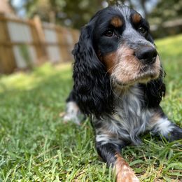 English Springer Spaniel All Grown Up from Eagle Trail Kennels