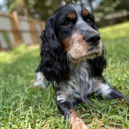 English Springer Spaniel All Grown Up from Eagle Trail Kennels