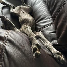 Poodle and Whippet All Grown Up from Charleston Reds Standard Poodles and Whippets