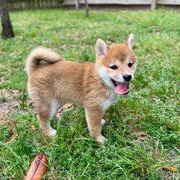 Ikura - Red female Shiba Inu puppy in Houston, Texas from Sakura Blossom Shibas