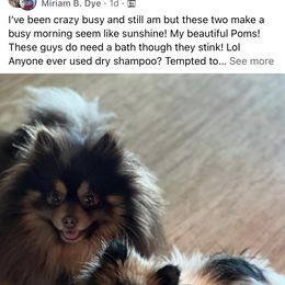 Pomeranian Puppies from Highlander Pomeranians