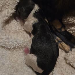 TBD - Piebald male Dachshund puppy in Mobile, Alabama from Mobile Mini Dachshunds