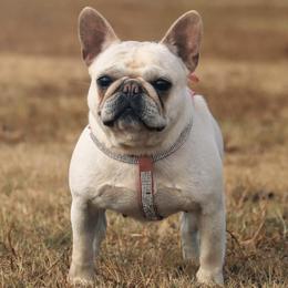 French Bulldogs from 1017_kennels
