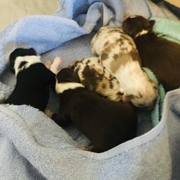 Miniature Australian Shepherd and Toy Australian Shepherd Puppies from Hailey's Miniature Australian Shepherds
