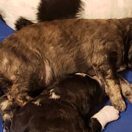 Boy 1 - Brindle Poodle puppy in Orangevale, California from Four Aces Poodles