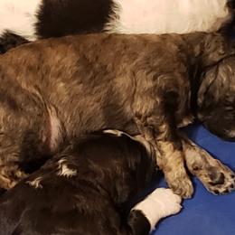 Boy 1 - Brindle Poodle puppy in Orangevale, California from Four Aces Poodles