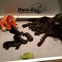 Flat-Coated Retriever Puppies from Kingsbridge Flat-Coated Retrievers