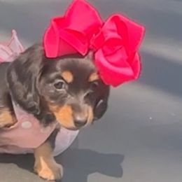 Lux - Black and cream female Dachshund puppy in Owensboro, Kentucky from Neens Weens Kennels