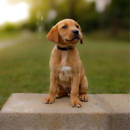 Lucky - Yellow female Labrador Retriever puppy in Allons, Tennessee from UC Labradors LLC