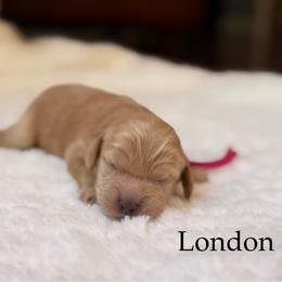 London - Buff female Cockapoo puppy in Alexandria, Alabama from Bright and Beautiful Cockapoos and Doodles