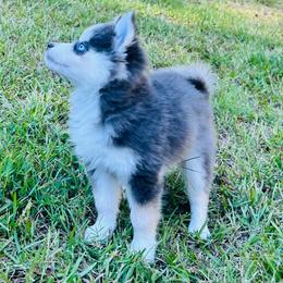 Hera Girl 1 - Blue female Pomsky puppy in Monroe, Georgia from Beastly Beauties Huskies & Pomskies