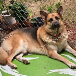 Kylo - German Shepherd