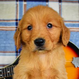 Goldendoodles, Golden Retrievers, Irish Doodles, Irish Setters, and Poodles from Toodles Goldendoodles
