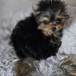 Tootsie girl - Blue and gold female Yorkshire Terrier puppy in Royse City, Texas from Barbara Richardson