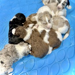 Aussiedoodle puppies from Dood B Ranch