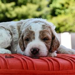 Bernedoodle and Irish Doodle Puppies from Willow-Be Doodles