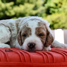 Bernedoodle and Irish Doodle Puppies from Willow-Be Doodles