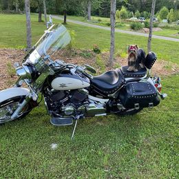 Yorkshire Terrier Puppies from Sassyville Yorkies