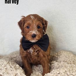 Harvey - Red  male Goldendoodle puppy in Williamson, New York from Lakeside Doodles
