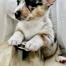 Mielikki - Blue merle and white female American Corgi puppy in Crystal River, Florida from Coopers Korner