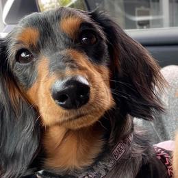 Noodles - Dachshund