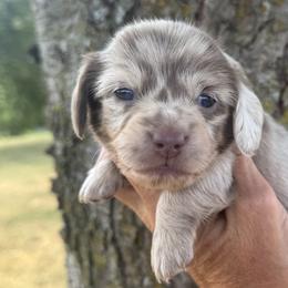 Finn - Dapple male Dachshund puppy in Bentonville, Arkansas from Boujee Buns Dachshunds