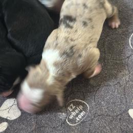 Tashigi - Red merle female Miniature Australian Shepherd puppy in Asheboro, North Carolina from Stellar Aussies