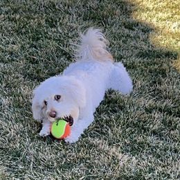 Rosie - Maltipoo