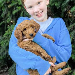 Nancy - Red  female Goldendoodle puppy in Buckley, Washington from Homestead Doodles