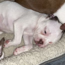 Boston Terrier Puppies from Autumn's Bostons