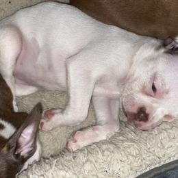 Boston Terrier Puppies from Autumn's Bostons