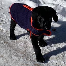 Labrador Retrievers from Swede Grove Retrievers