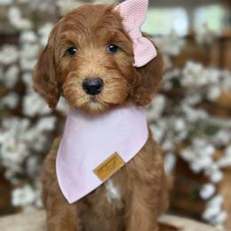 Yasmin -Lavendar collar female - Red  female Goldendoodle puppy in Yuciapa, California from AlltheDoodlez_