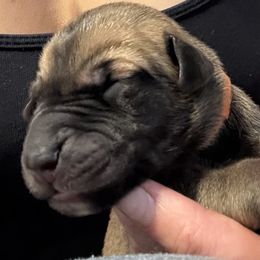 Orange - Fawn female Great Dane puppy in Aldie, Virginia from High Point Mountain Danes
