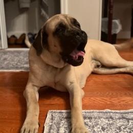 Mastiffs from Hillside Mastiffs