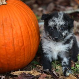 Rumpl - Black merle male Mudi puppy in Gatlinburg, Tennessee from Greenbrier